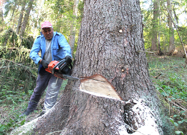 НЕВЕРОВАТНО, АЛИ ИСТИНИТО: Четвртина Србије под шумом, а дрвну грађу купује од Немаца
